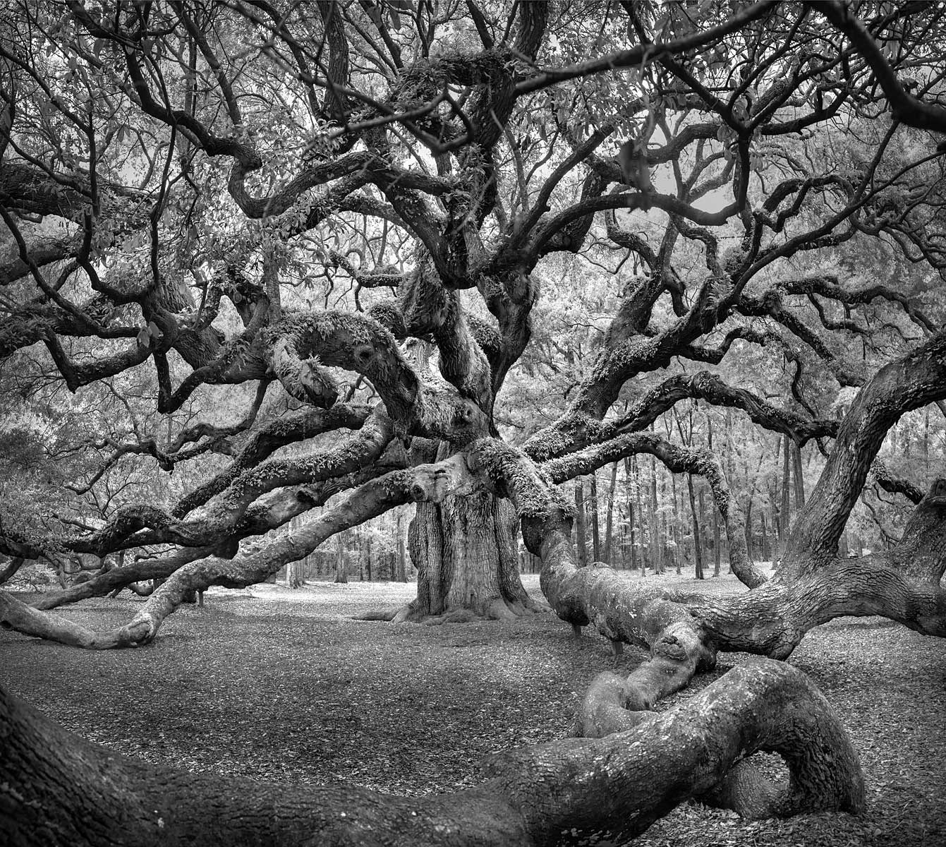 AngelOakS