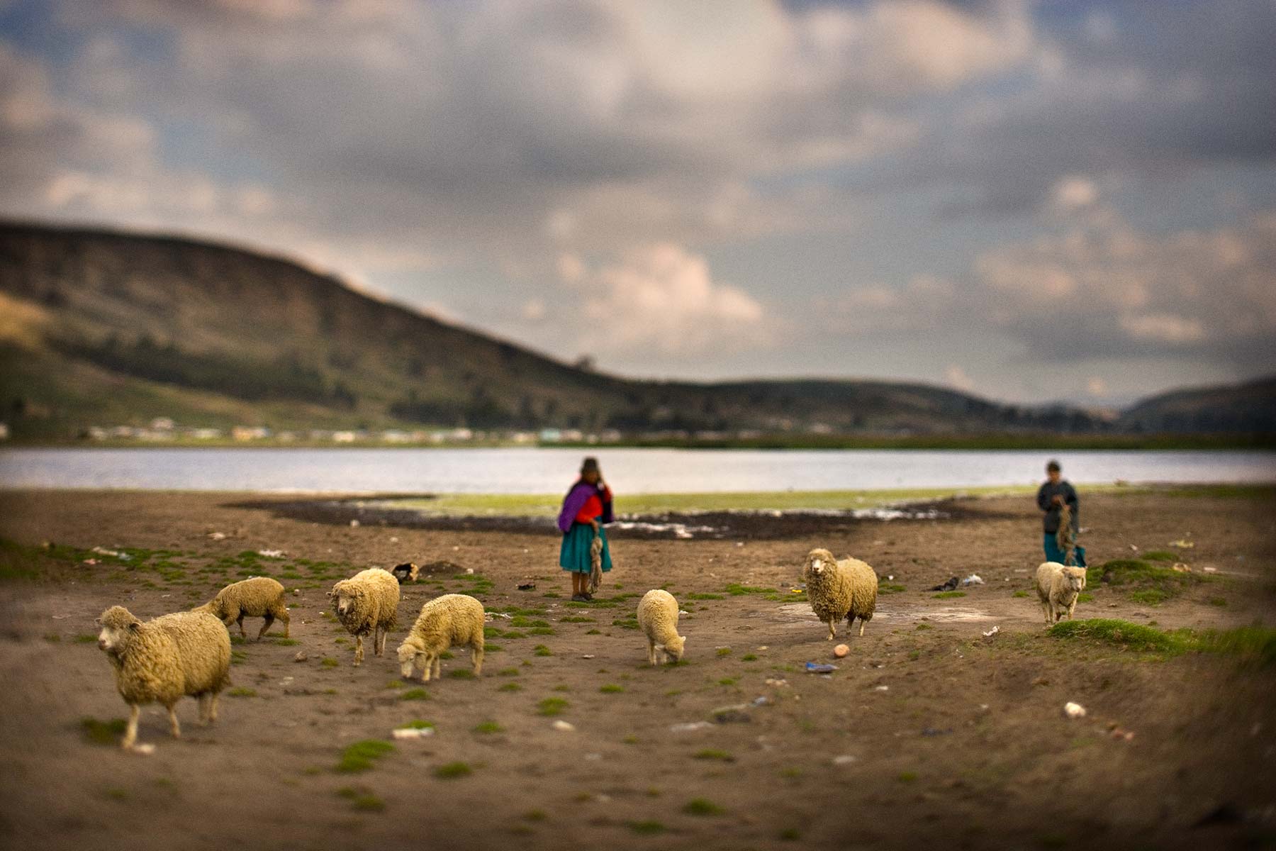 SheepInField.jpg